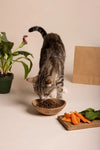 Guide-complet-de-la-nutrition-féline-nourrir-correctement-votre-chat PawsFectly