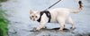 Harnais et Laisse pour Chat – Gilet Ajustable Anti-Fuite 🐾