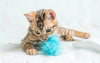 Top-10-des-jouets-pour-chats-pour-divertir-votre-félin PawsFectly
