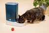 How to Keep Your Cat Healthy and Hydrated with a Water Fountain