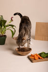 A Complete Guide to Cat Nutrition: Feeding Your Feline Right