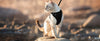 Harnais et Laisse pour Chat – Gilet Ajustable Anti-Fuite 🐾