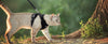 Harnais et Laisse pour Chat – Gilet Ajustable Anti-Fuite 🐾